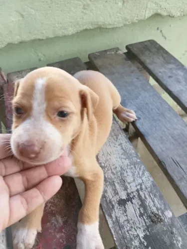 Filhote de pitbull femea 