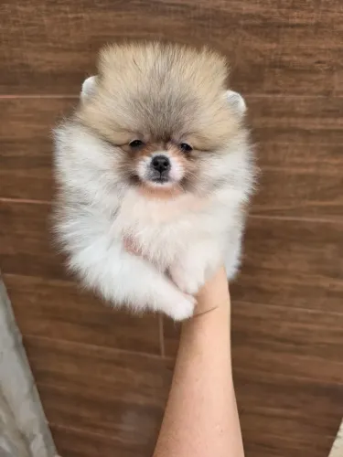 Spitz alemao pequeno macho