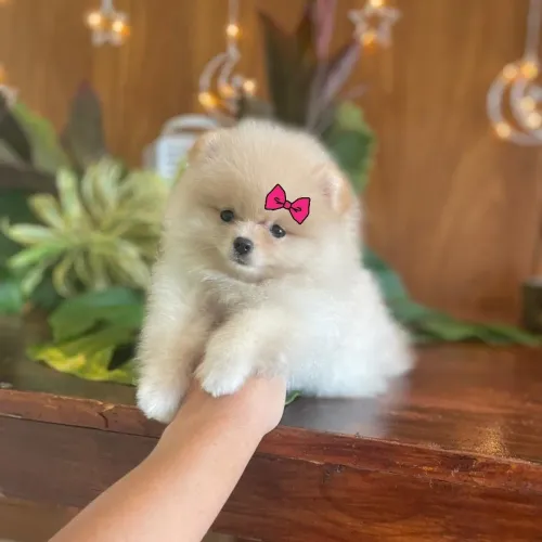 Lulu da Pomerânia Legítimos e Ursinhos