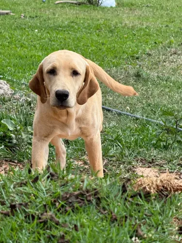 Doação consciente filhote de labrador 6 meses