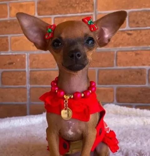 Pinscher/Pincher Cachorro Excelente Alerta Macho e Fêmea com Pedigree SP