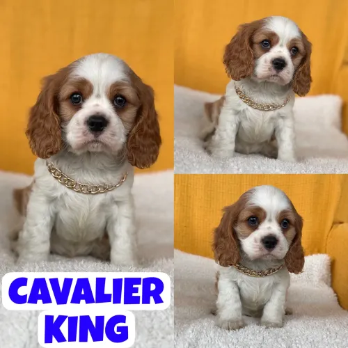 Lindo Machinho de Cavalier King Charles Spaniel