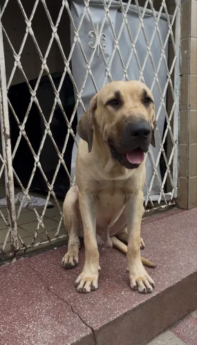 Fila brasileiro 9 meses 