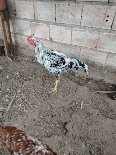 Criatório WS