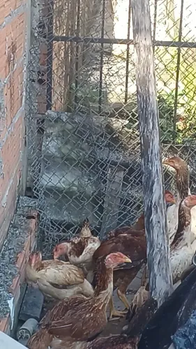 Franga Carioca