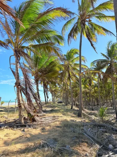 Área à beira-mar em Miaí de Baixo, Coruripe-AL | 300m x 1000m