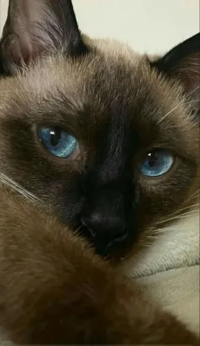 Doa_se uma gata siames