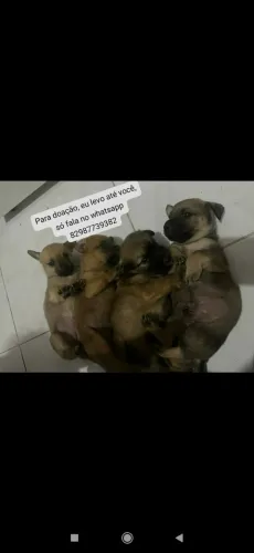 Filhotes de cachorro