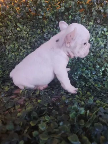 Buldogue francês femea