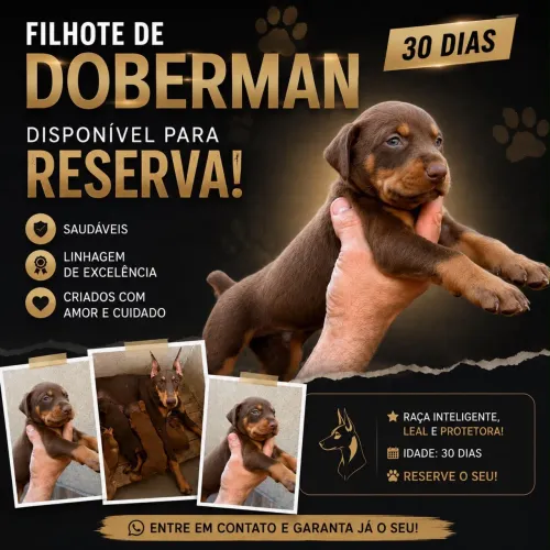Filhotes de Doberman 