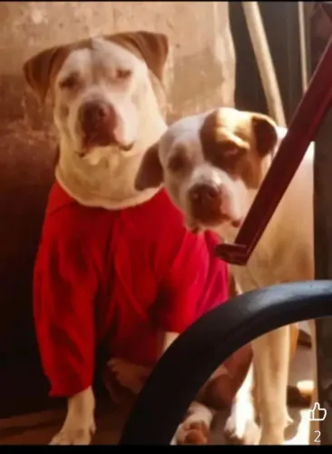 Vendo filhotes de Pitbull ZAP *