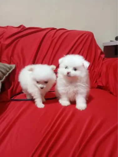 Spitz alemão