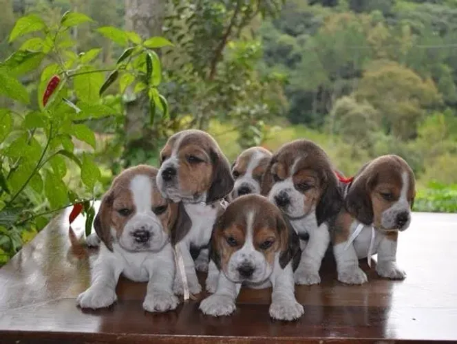 Beagle