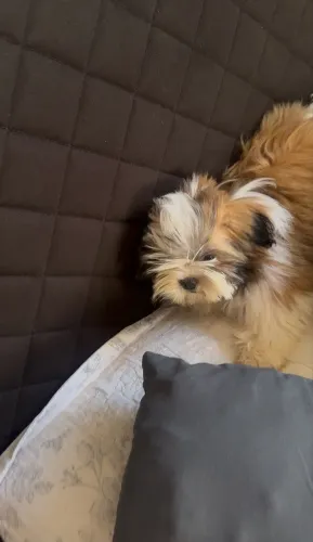 Vende-se Shitszu fêmea 6 meses de idade !