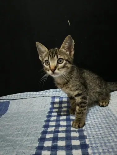 Gata filhote.