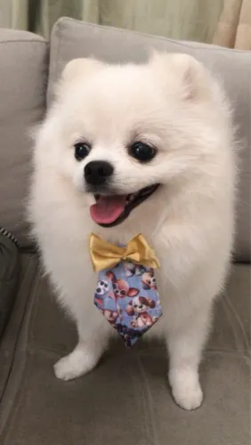 Spitz alemão procurando namorada