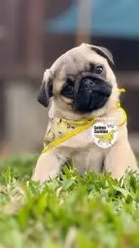 Pug O Pug caminhou pelo parque observando tudo ao redor.