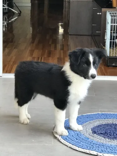 Border collie Seu novo companheiro fiel pode começar hoje