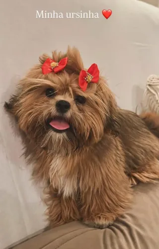 Lindos cachorro shitzu ?