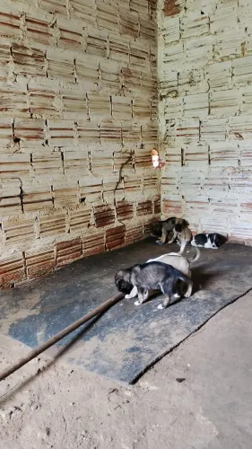Doace filhotes de cachorro