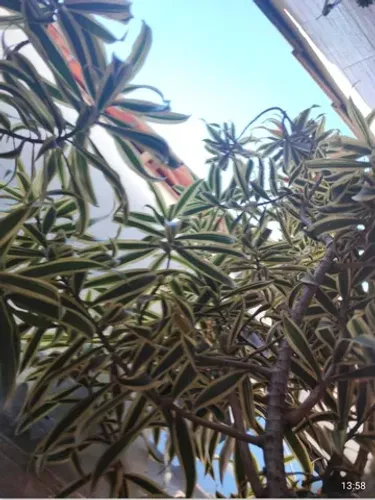Vaso de barro com planta dracena