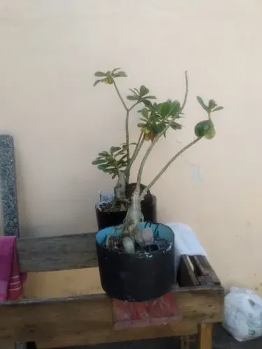 Flor do deserto 