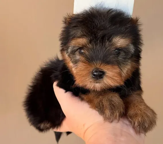 Filhote Yorkshire Terrier, Eles não falam, mas dizem ?eu te amo? com o olhar!