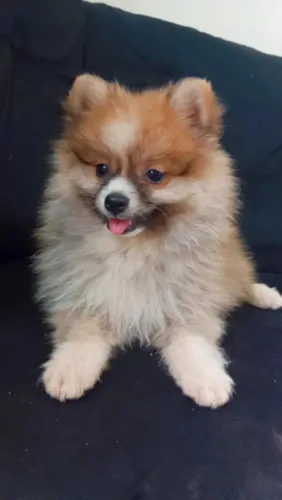 Spitz alemão Lulu da pomerania