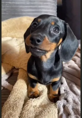 Basset teckel brincalhão