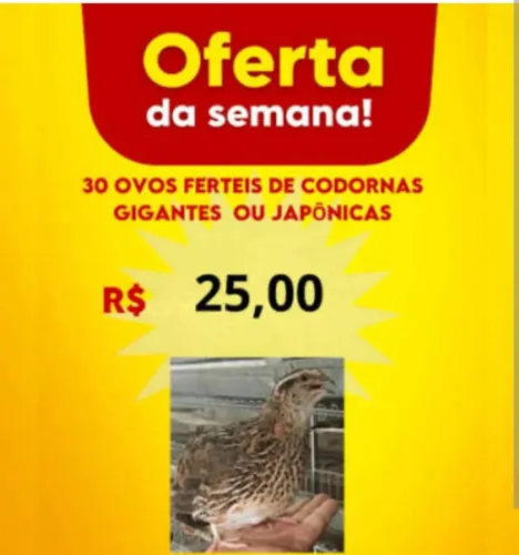 Ovos galados codornas japônicas e gigantes