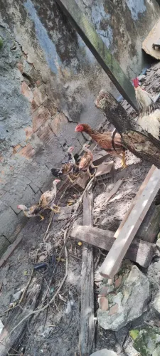 Pintinhos de quintal macho e fêmea disponíveis.