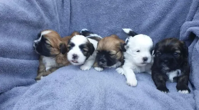 Lhasa Apso Pequeno Fêmea Charmosa e Muito Inteligente
