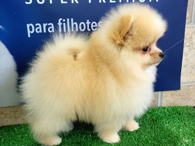 Lindo filhote de Spitz Alemão