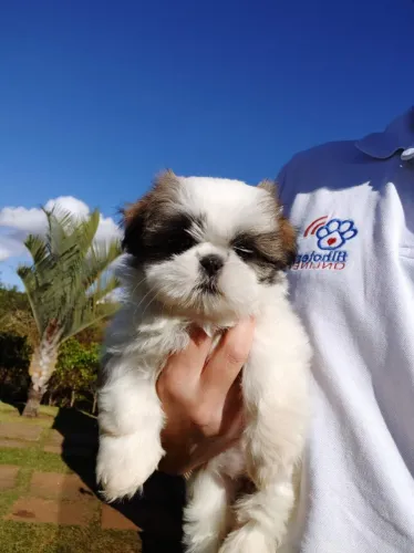 Shih Tzu macho mais lindo do Brasil