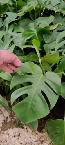 Plantas Ornamentais