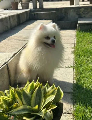 Lulu da Pomerânia disponível para cruza 