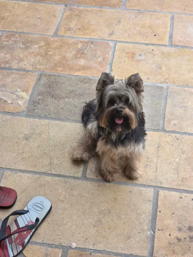 Yorkshire para cruzar