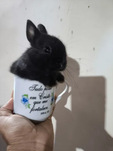 coelhinho