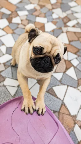 Pug