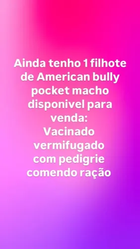 Filhote American Bully Pocket