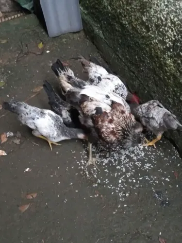 Frangos caipira bolão