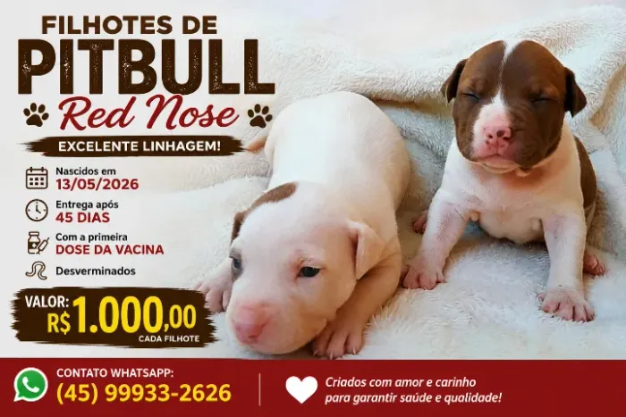 filhotes de pittbull monster