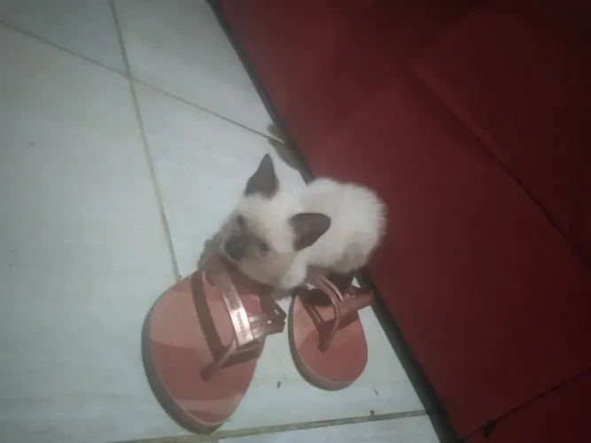 Doação de gato