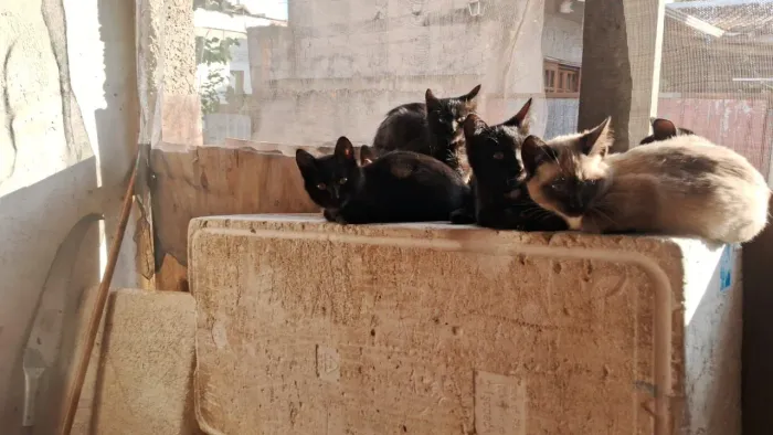 Gatinhos filhotes 