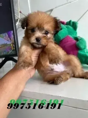 POODLE X YORK Tenha ao seu lado o companheiro mais fiel para todas as horas. CHAMA 9 975I 