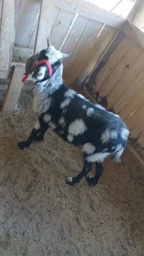 Cabras Adultas