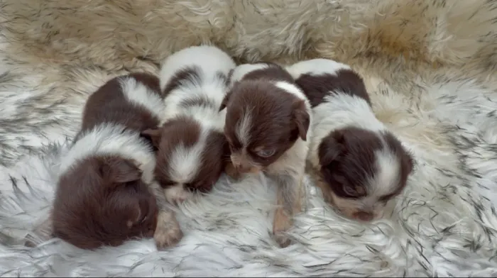 Chihuahua Micro