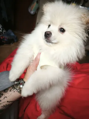 Lulu da Pormerania filhote