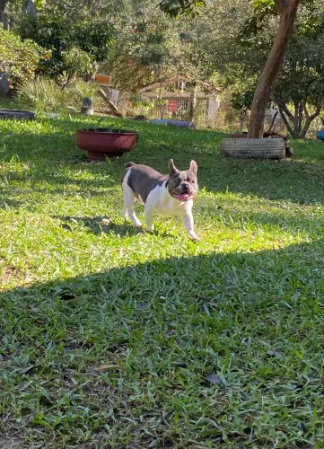 Buldogue francês CRUZA