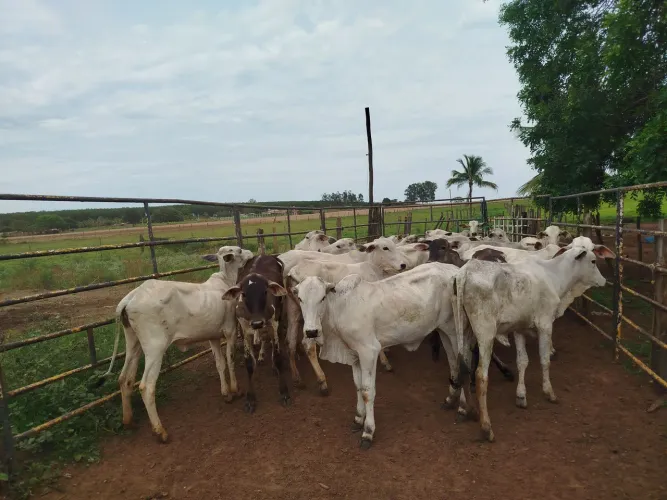 Novilhas